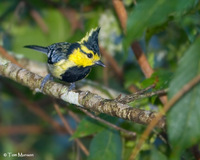 Yellow-cheeked Tit