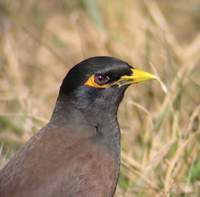 Common Myna (Acridotheres tristis) 2005. január 10. Corbett Tiger Reserve (Dhikala)