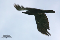 Slender-billed Crow Scientific name - Corvus enca