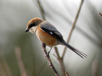 때까치 Bull-heades Shrike