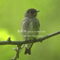 솔딱새 Dark-sided Flycatcher