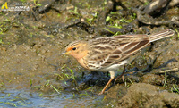 Fig. 20. Red-throated  Pipit : 붉은가슴밭종다리