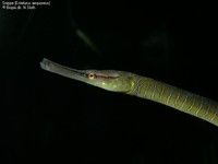 Snippe (Entelurus aequoreus) Foto/billede af