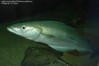 Lubbe, lyssej, blåsej (Pollachius pollachius)