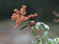 ズグロウタイチメドリ Rufous Sibia Heterophasia capistrata