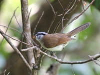 ハイガシラダルマエナガ Grey-headed Parrotbill Paradoxornis gularis