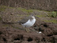 Spotted Sandpiper