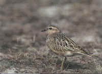 Eurasian Dotterel