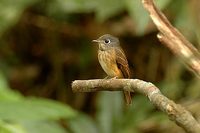 Ferruginous Flycatcher [Muscicapa ferruginea]