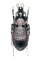 ツクバクロオサムシ1 ex. Carabus albrechti tsukubanus