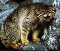 스텝지역고양이 Felis manul Pallas's Cat