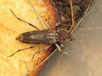 Xylotrechus smei