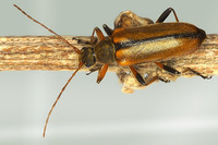 Cortodera humeralis humeralis var. suturalis