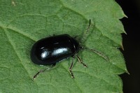 Agelastica alni