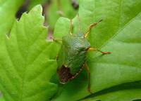 Palomena viridissima