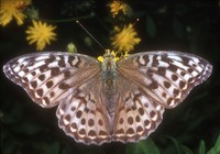 Argynnis paphia f. valesina - Silver-washed Fritillary