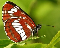 Neptis rivularis - Hungarian Glider