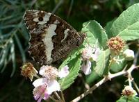 Brintesia circe - Great Banded Grayling