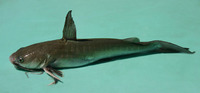 Hexanematichthys sagor, Sagor catfish: fisheries