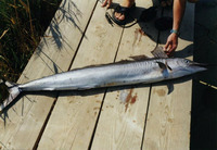 Tetrapturus belone, Mediterranean spearfish: fisheries