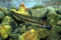 Barbus inaequalis, :