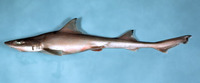 Mustelus canis, Dusky smooth-hound: fisheries, gamefish