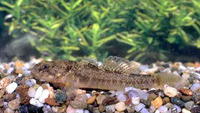 Padogobius nigricans, Arno goby: