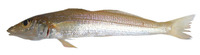 Sillago chondropus, Clubfoot sillago: fisheries