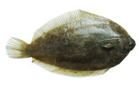 Pelotretis flavilatus, Southern lemon sole: fisheries, gamefish
