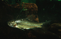 Barbus oligogrammus, :