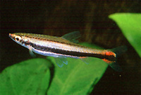 Nannostomus bifasciatus, Whiteside pencilfish: aquaculture, aquarium