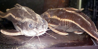 Platydoras costatus, Raphael catfish: fisheries, aquarium