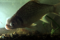 Puntioplites bulu, : fisheries
