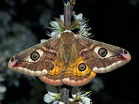 Saturnia pavonia - Emperor Moth