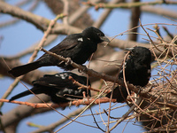 White-billed Buffalo-Weaver Bubalornis albirostris - Flickr