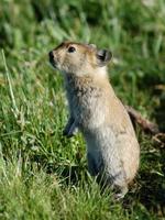 Image of: Ochotona curzoniae (black-lipped pika)