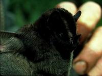 Image of: Platyrrhinus lineatus (white-lined broad-nosed bat)
