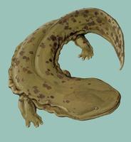 Image of: Cryptobranchus alleganiensis (hellbender)