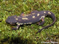 Cynops ensicauda popei