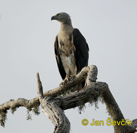 Ichthyophaga ichthyaetus - Grey-headed Fish-Eagle