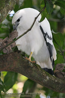 Leucopternis albicollis - White Hawk