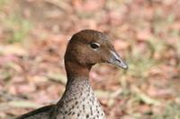 Chenonetta jubata - Maned Duck