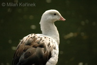 Chloephaga melanoptera - Andean Goose