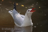 Larus cirrocephalus - Grey-headed Gull