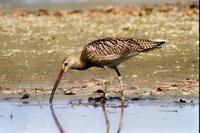 Numenius arquata - Eurasian Curlew