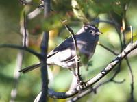 Junco hyemalis - Dark-eyed Junco