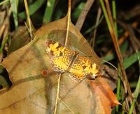 Image of: Phyciodes tharos