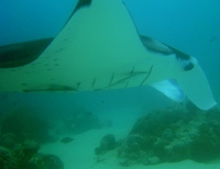 Manta birostris - Giant Atlantic Manta