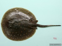 Potamotrygon motoro - fresh water ray