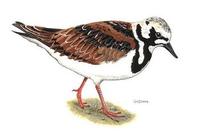 Image of: Arenaria interpres (ruddy turnstone)